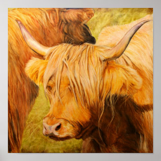 Affiche Vache Highland, Pâtes d'huile