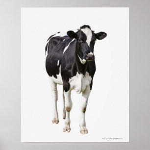 Affiche Vache laitière (Bos taurus) sur arrière - plan bla