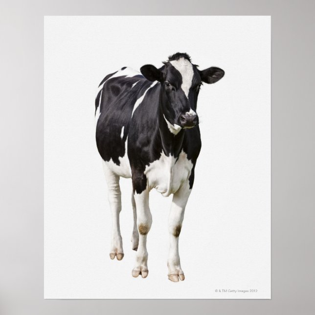 Affiche Vache laitière (Bos taurus) sur arrière - plan bla (Devant)