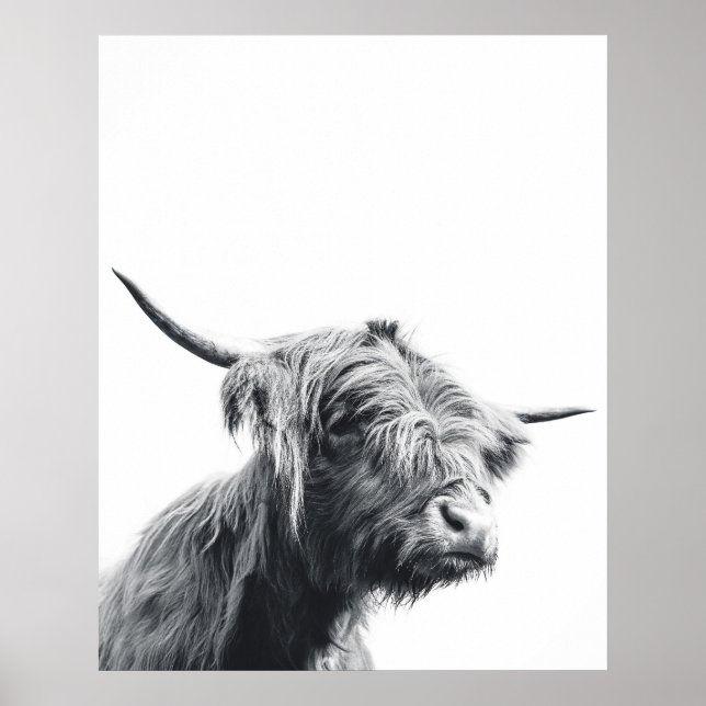 Affiche Vache Majestic Highland noir et blanc (Devant)