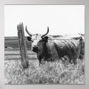 Affiche Vache noire et blanche à photo