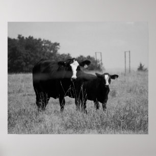Affiche Vache noire et blanche avec son veau 16x20