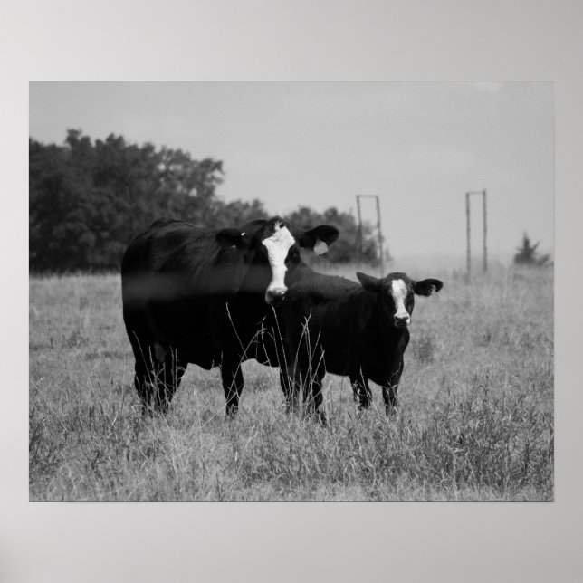 Affiche Vache noire et blanche avec son veau 16x20 (Devant)