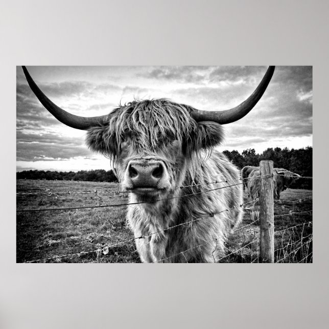 Affiche Vache noire et blanche des Highlands (Devant)