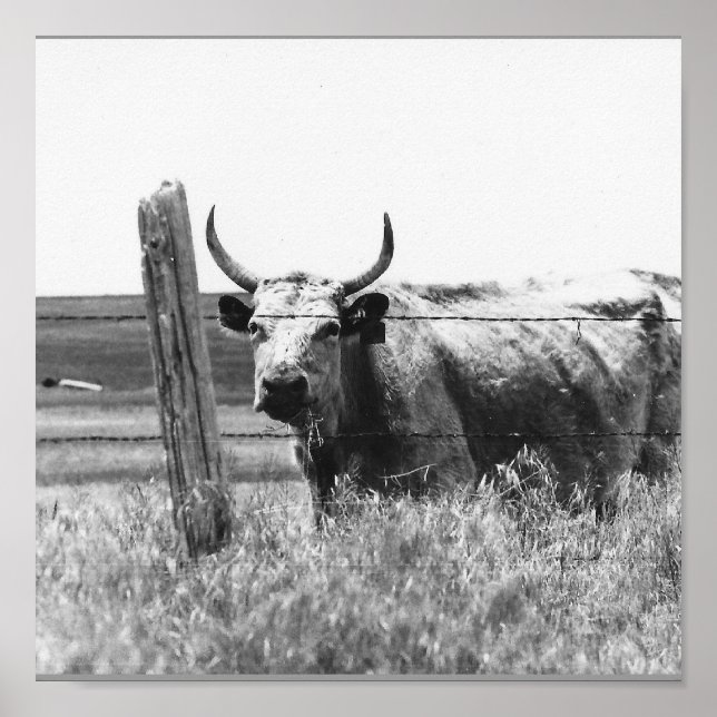 Affiche Vache photo noire et blanche (Devant)