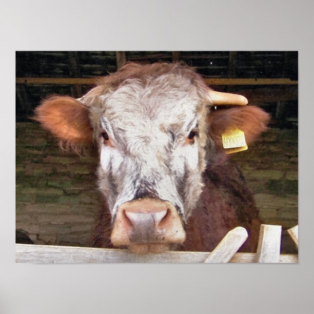 AFFICHE VACHES (Devant)