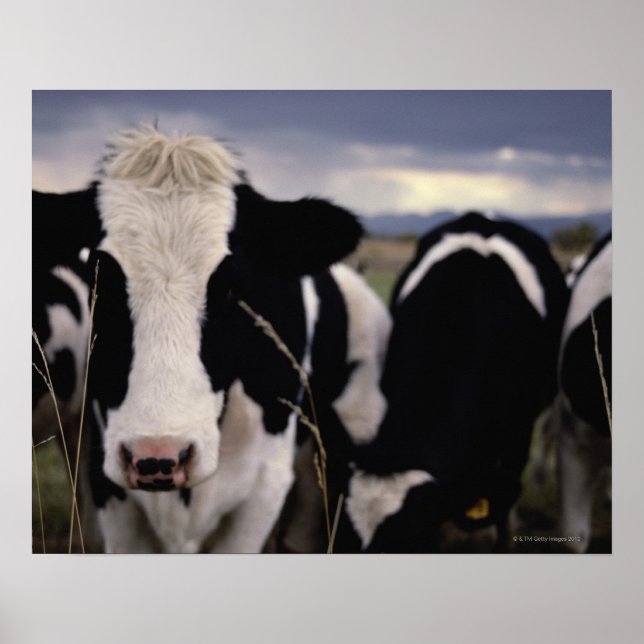 Affiche Vaches 3 (Devant)