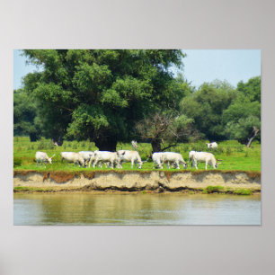 Affiche Vaches blanches et rivière Danube