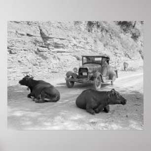 Affiche Vaches bloquant la route, 1940. Photo vintage
