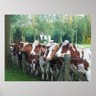 Affiche Vaches curieuses