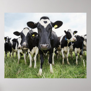 Affiche Vaches dans une rangée