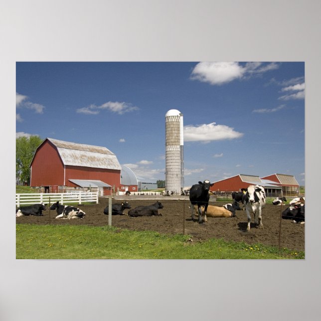 Affiche Vaches devant une grange rouge et un silo dans une (Devant)