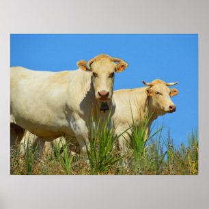 Affiche Vaches en France