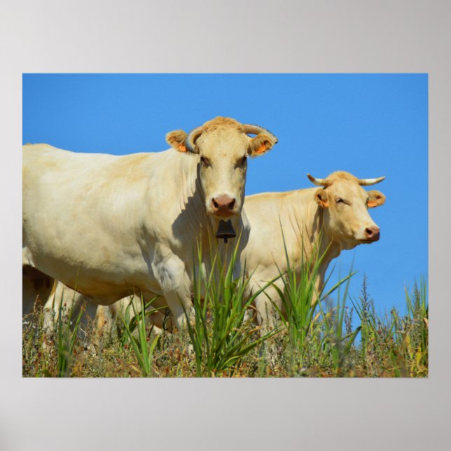 Affiche Vaches en France animal (Devant)