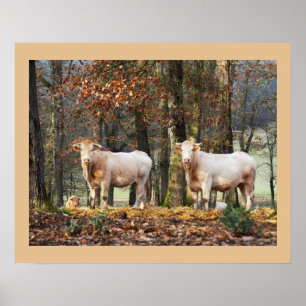 Affiche Vaches en zone boisée, France