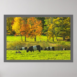 Affiche Vaches Galloway Ceinturées Sur Rockport Maine Farm