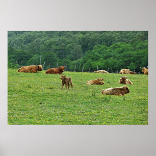 Affiche Vaches Highland