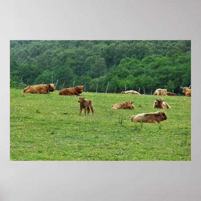 Affiche Vaches Highland (Devant)