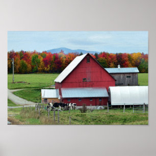 Affiche Vaches laitières du Vermont à la grange