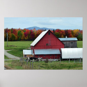 Affiche Vaches laitières du Vermont à la grange