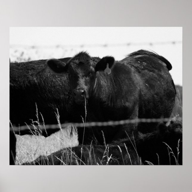 Affiche Vaches noires et blanches derrière la clôture en f (Devant)