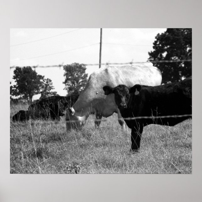 Affiche Vaches noires et blanches Grazing Derrière le fil  (Devant)