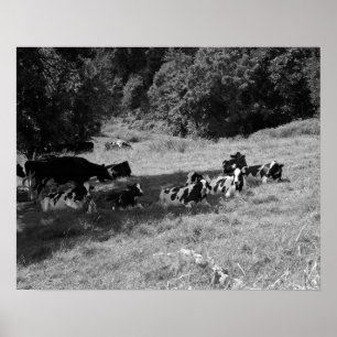 Affiche Vaches noires et blanches sous un arbre d'ombre 16
