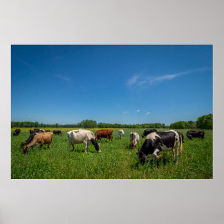 Affiche Vaches paissant à Nice Farms Creamery