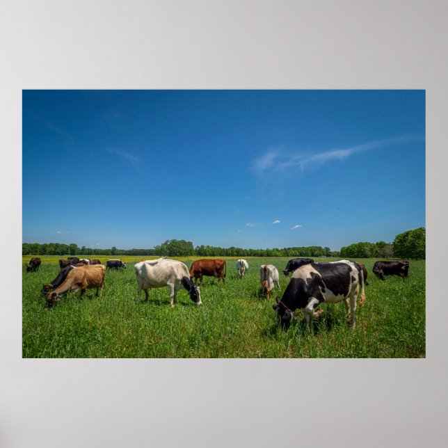 Affiche Vaches paissant à Nice Farms Creamery (Devant)