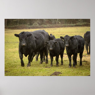 Affiche Vaches sous la pluie