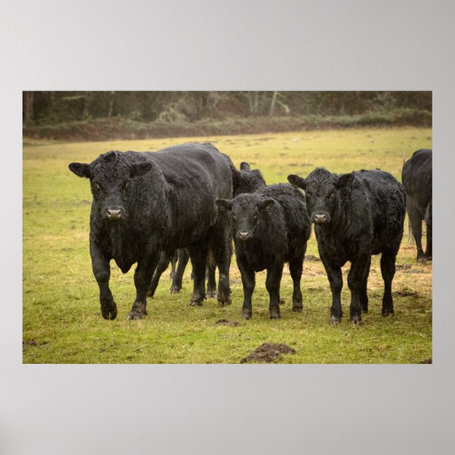 Affiche Vaches sous la pluie (Devant)