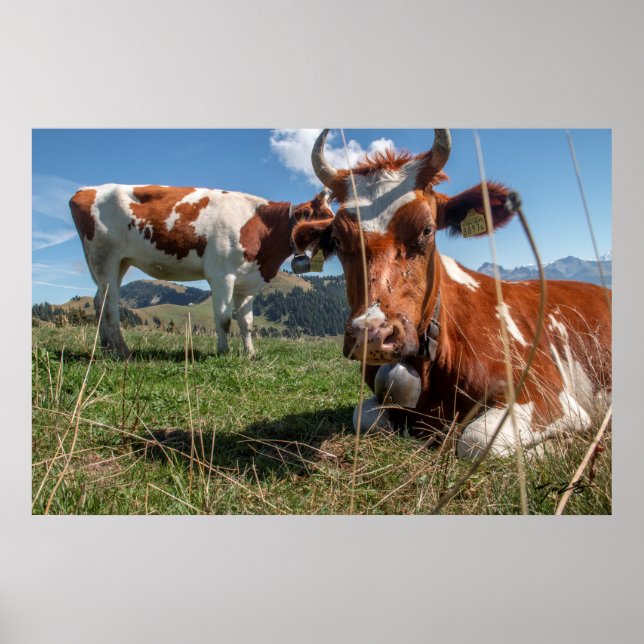 Affiche Vaches suisses (Devant)