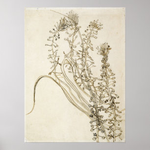 Affiche Van Gogh - Jacinthe à houppe