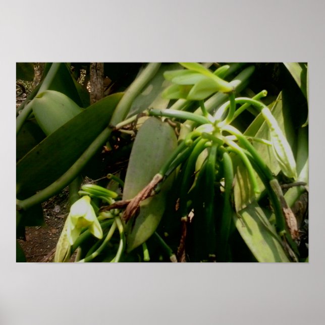 Affiche Vanille Plante Orchidées Photo (Devant)