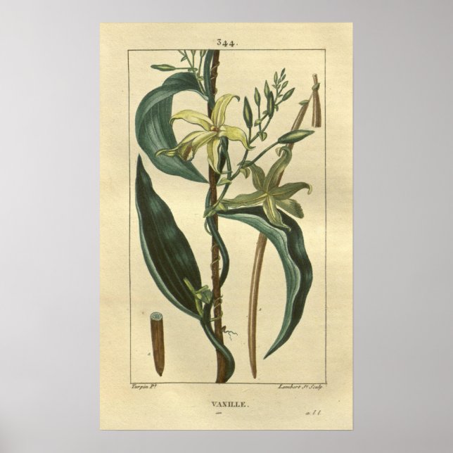 Affiche VANILLE, Vanilla Plante Imprimer (Devant)