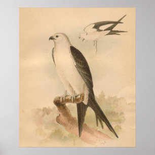 Affiche Vapeur Queue Kite Bird Art Vintage Imprimer