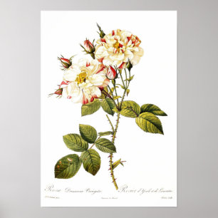 Affiche Variegata de damascena de Rosa