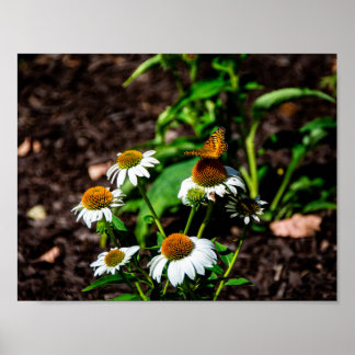 Affiche Variegated Fritillary Butterfly