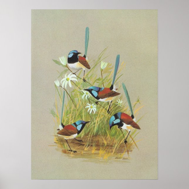 Affiche Variegated Wren - Malurus lamberti (Devant)