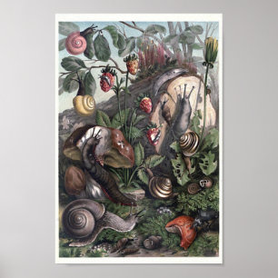 Affiche Variété d'escargots et limaces Cottagecore Art