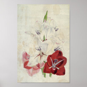 Affiche Variétés botaniques vintages de Gladiolus