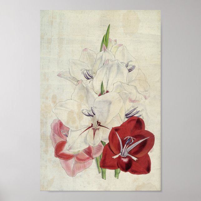 Affiche Variétés botaniques vintages de Gladiolus (Devant)