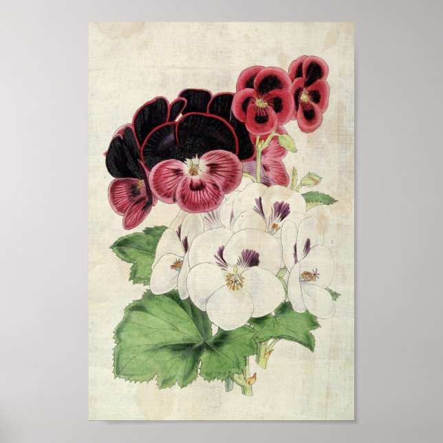 Affiche Variétés botaniques vintages de Pelargoniums (Devant)