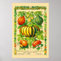 Variétés de courges Art botanique rétro de l'ère v