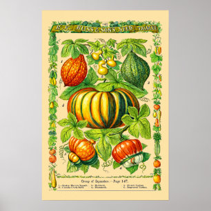 Affiche Variétés de courges Art botanique rétro de l'ère v