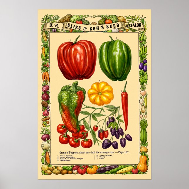Affiche Variétés de Poivrons Rétro Ère Victorienne Art Bot (Devant)