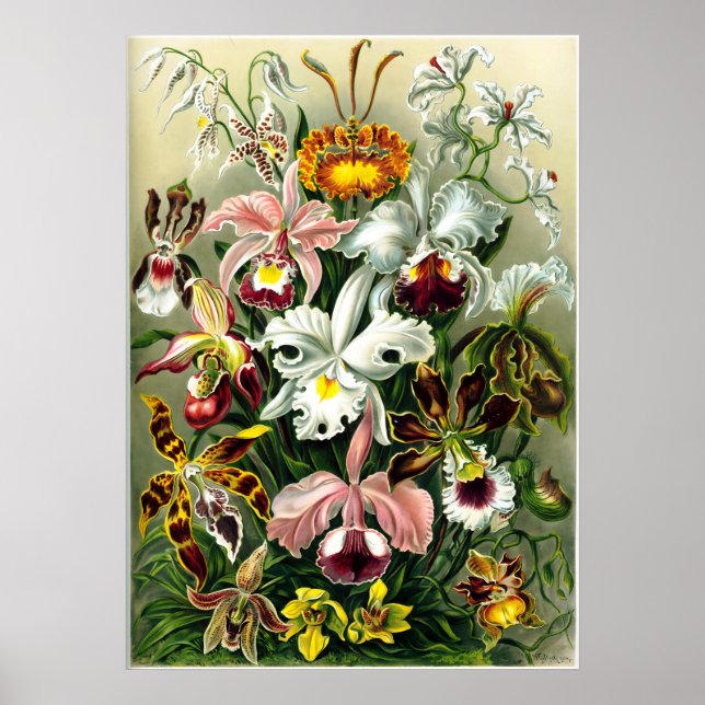 Affiche Variétés d'orchidées lithographie par Ernst Haecke (Devant)