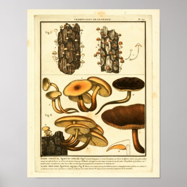 Affiche Variétés vintages de champignons Art français Impr (Devant)