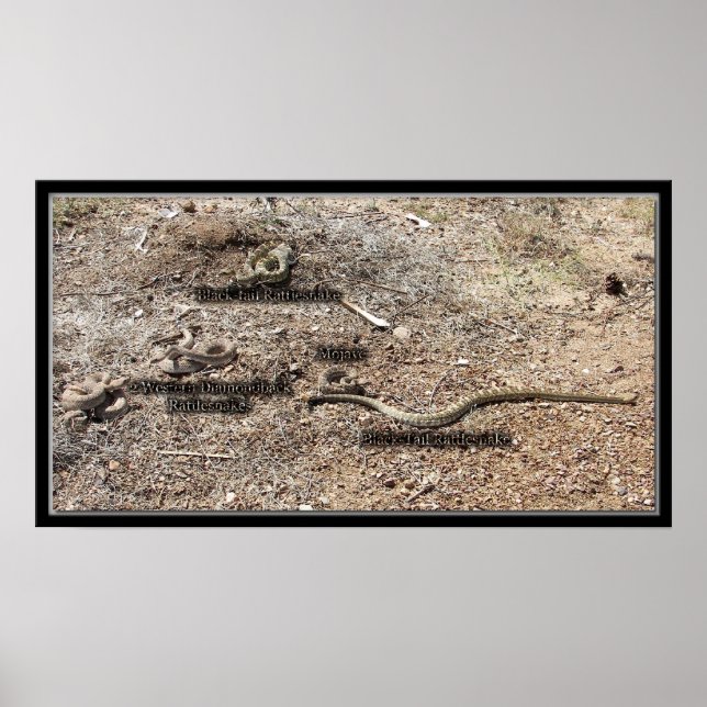 Affiche Variety Of Congress, Arizona Rattlesnakes (Devant)