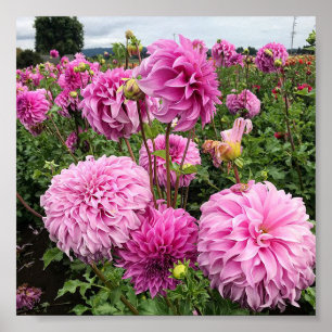 Affiche Vassio Meggos Dahlia